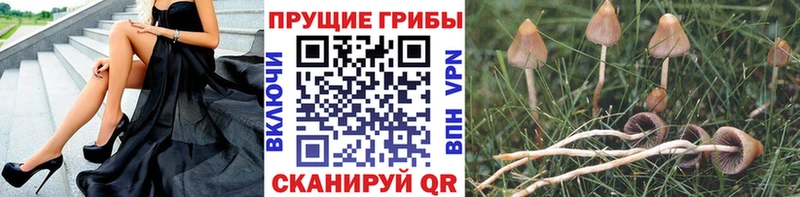 Галлюциногенные грибы мицелий  Купить закладки  Курганинск 